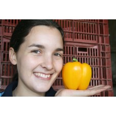 YELLOW CAPSICUM MEDIUM Size Each  Pukekohe Grown 